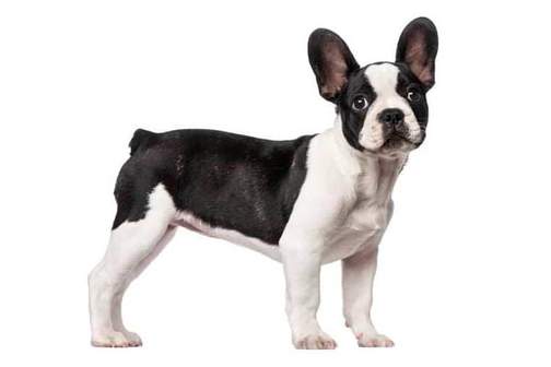 any of a breed of small compact heavy-boned dogs developed in france and having erect ears